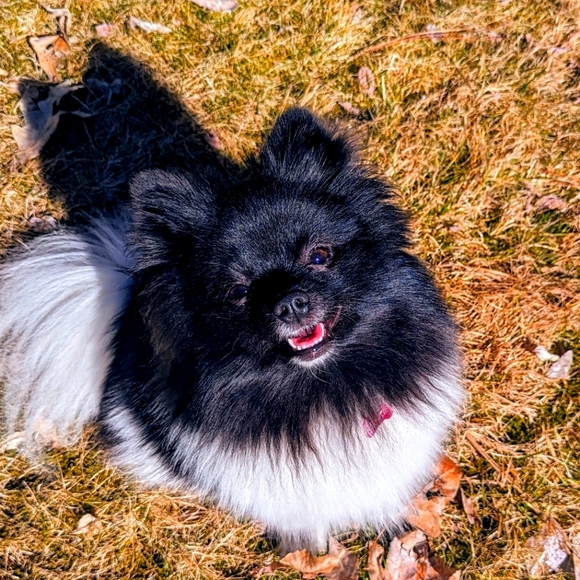 Meet your Posher, Clarissa - Picture 3 of 4